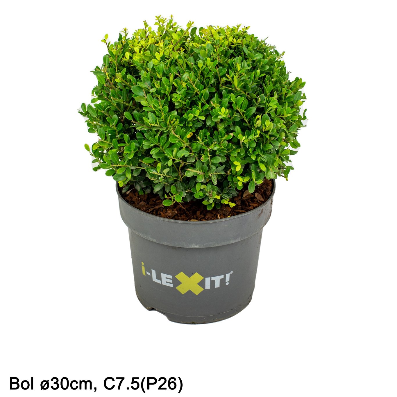 Ilex crenata 'Dark Green'® - 30 CM Ball Cont.